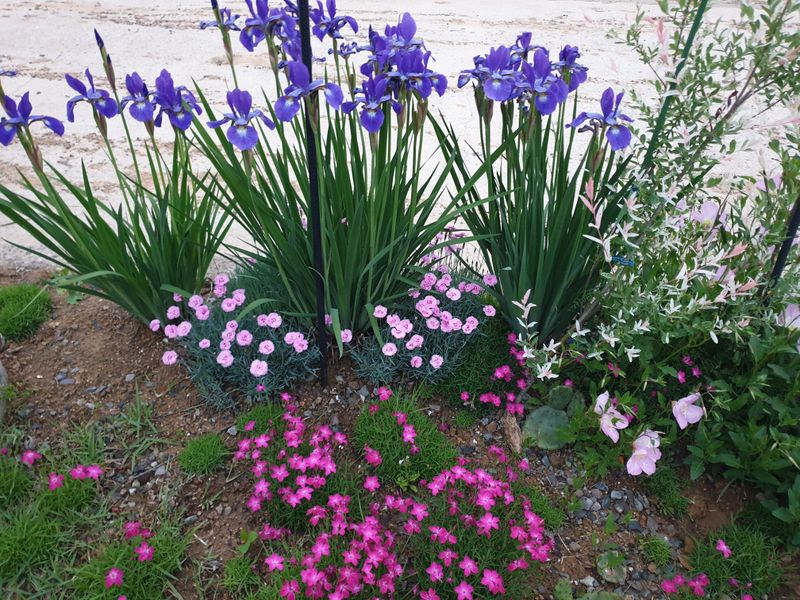 알 수 없음님의 장터 판매 상품 [잔디꽃 패랭이꽃 ] 첨부 사진