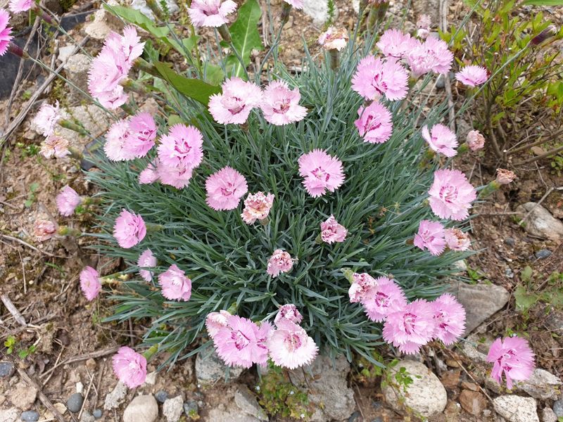 알 수 없음님의 장터 판매 상품 [잔디꽃 패랭이꽃 ] 첨부 사진