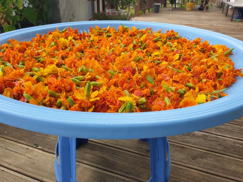 알 수 없음님의 장터 판매 상품 [잔디꽃 패랭이꽃 ] 첨부 사진