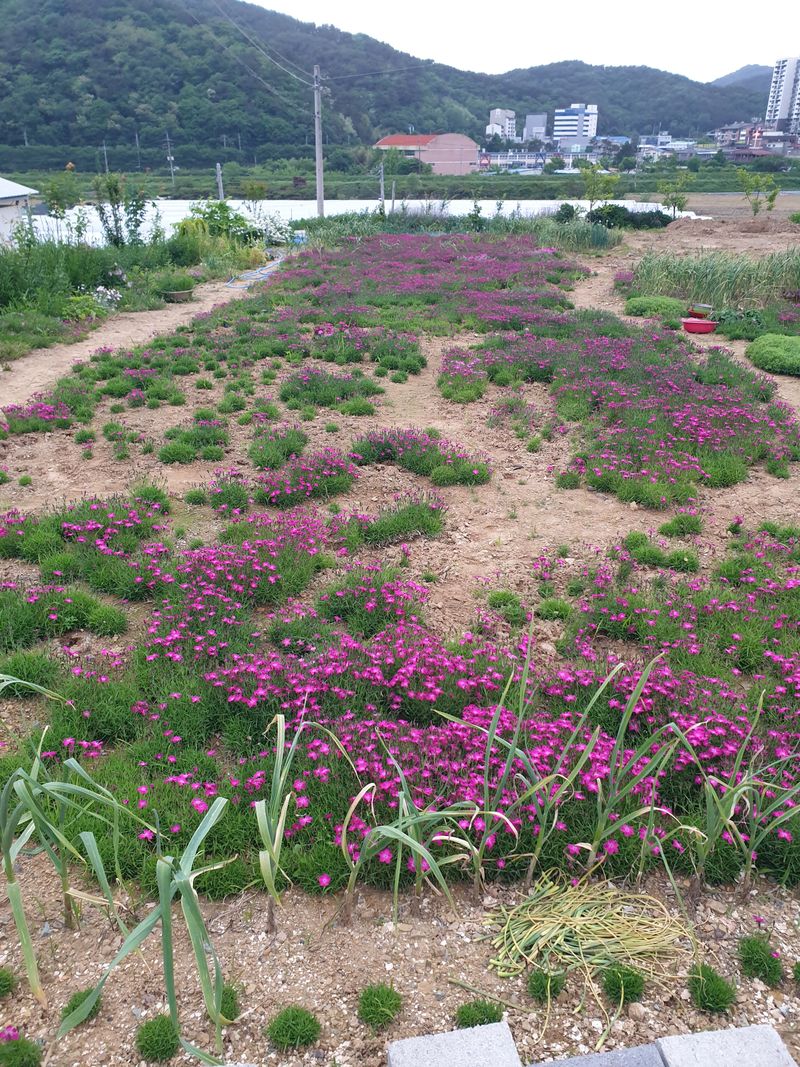 알 수 없음님의 장터 판매 상품 [잔디꽃 패랭이꽃 ] 첨부 사진