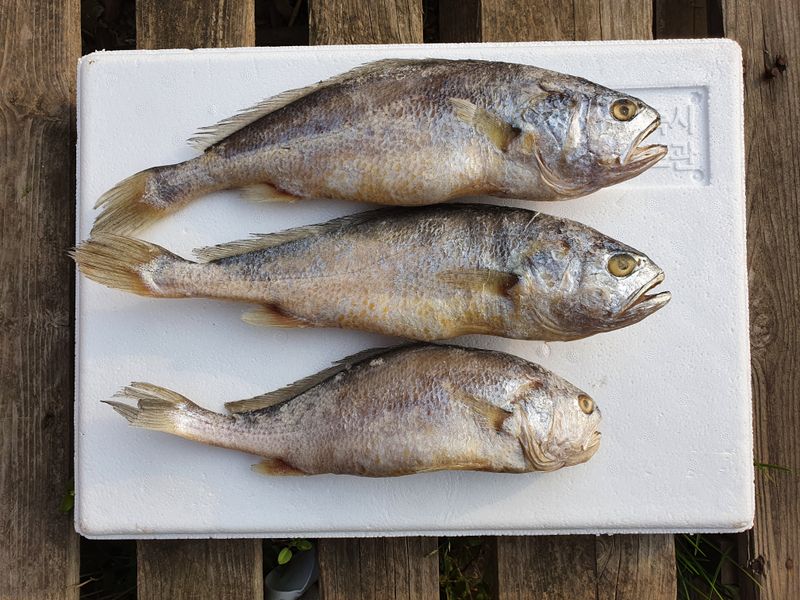 임성환님의 장터 판매 상품 [영광 찐보리굴비 (내장제거완료)] 첨부 사진