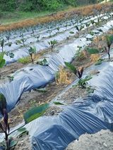 팜모닝 기타작물·자유게시판 게시글 이미지