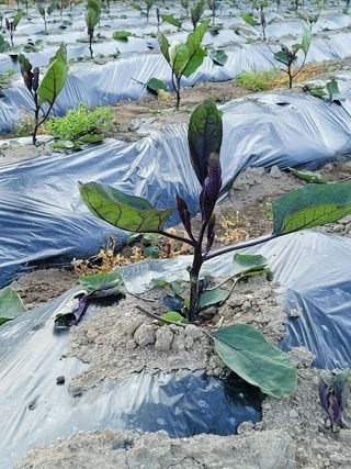 김금자님의 기타작물 · 자유게시판 작성글 사진