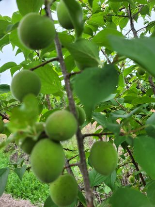 김금자님의 기타작물 · 자유게시판 작성글 사진