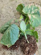 팜모닝 오이·병해충상담 게시글 이미지