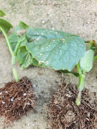 그린뉴딜님의 오이 · 병해충상담 작성글 사진