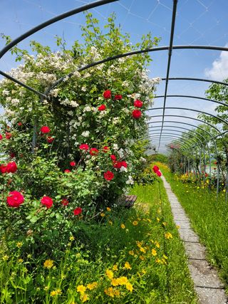 물안개님의 자유주제 · 사진전 작성글 사진