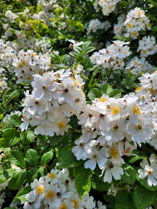 물안개님의 자유주제 · 사진전 작성글 사진