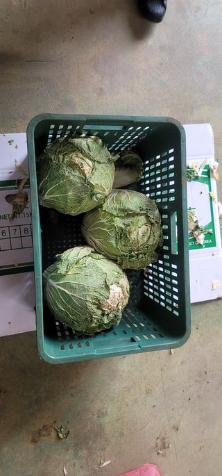 타노스님의 배추 · 저장•가공 작성글 사진