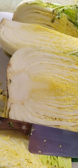 타노스님의 배추 · 저장•가공 작성글 사진