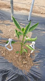 팜모닝 고추·병해충상담 게시글 이미지