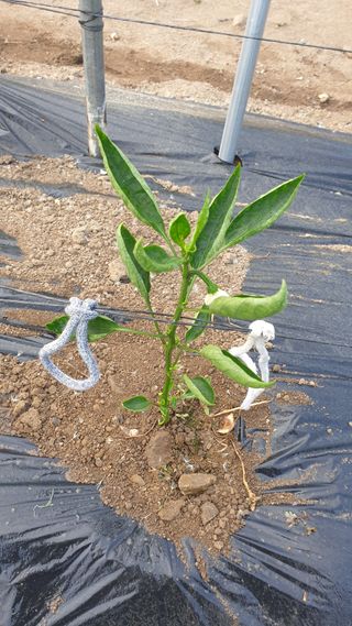 박상권님의 고추 · 병해충상담 작성글 사진