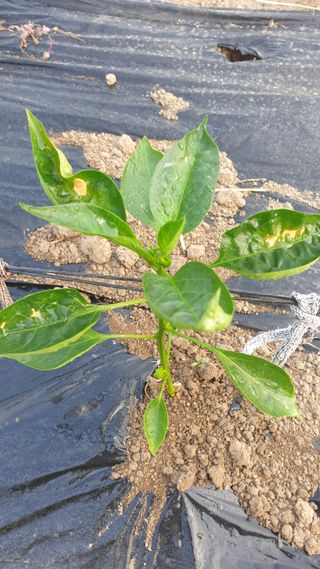 박상권님의 고추 · 병해충상담 작성글 사진