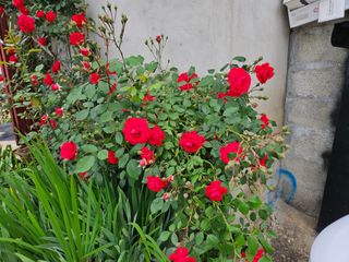 김용석님의 고구마 · 자유게시판 작성글 사진