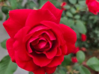 김용석님의 고구마 · 자유게시판 작성글 사진