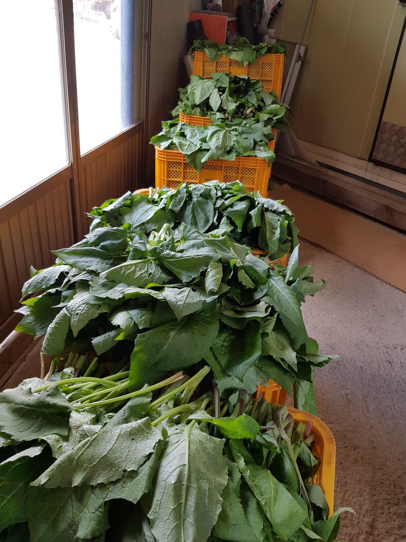 장터 상품 [곤드레 4키로씩] 썸네일