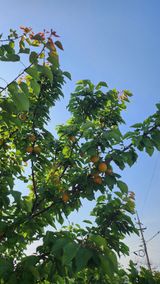 팜모닝 자유주제·자유게시판 게시글 이미지