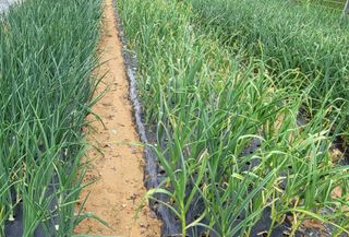 성훈경님의 마늘 · 일상 작성글 사진