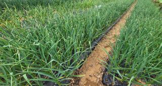 성훈경님의 마늘 · 일상 작성글 사진