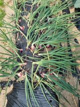 팜모닝 자유주제·자유게시판 게시글 이미지