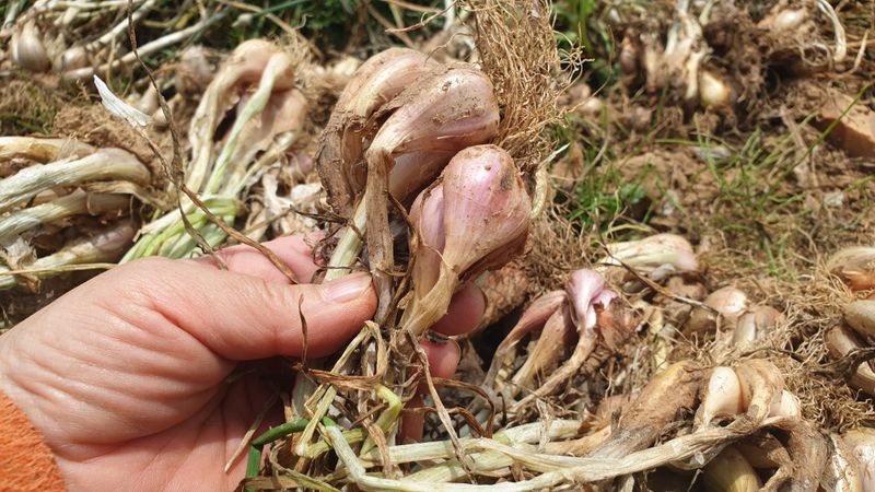 장터 상품 [아삭아삭 식감 좋은 토종쪽파 1kg] 썸네일