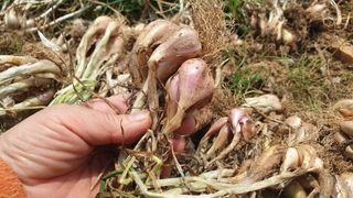 농부아내님의 작성글 사진