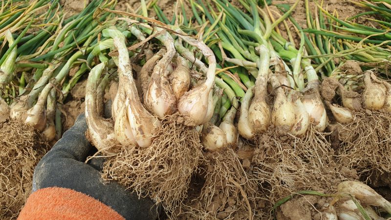 농부아내님의 장터 판매 상품 [아삭아삭 식감 좋은 토종쪽파 1kg] 첨부 사진