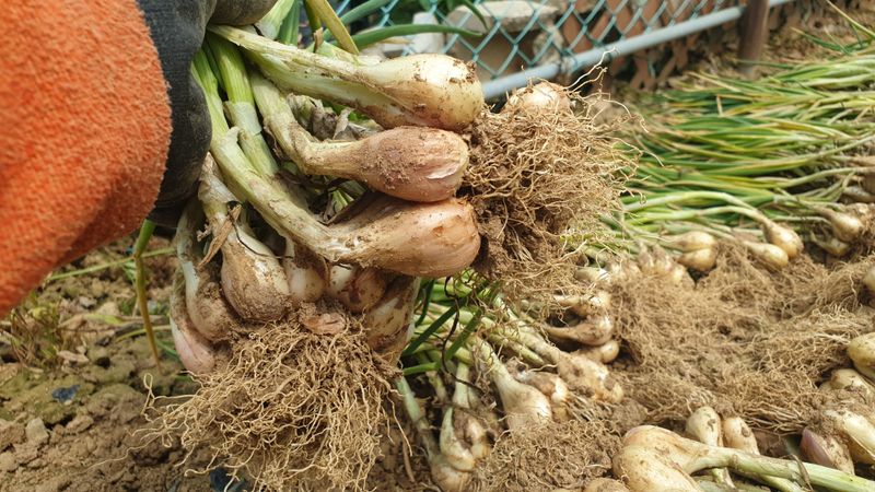 농부아내님의 장터 판매 상품 [아삭아삭 식감 좋은 토종쪽파 1kg] 첨부 사진