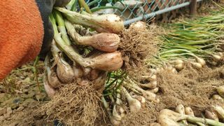 농부아내님의 작성글 사진