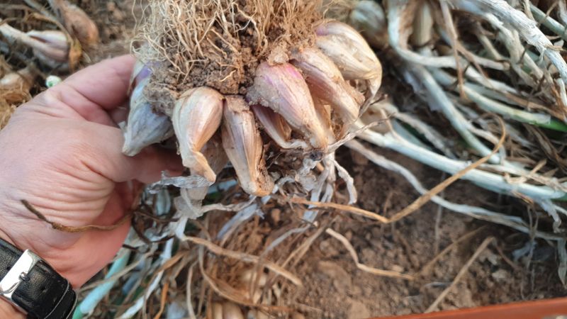 농부아내님의 장터 판매 상품 [아삭아삭 식감 좋은 토종쪽파 1kg] 첨부 사진