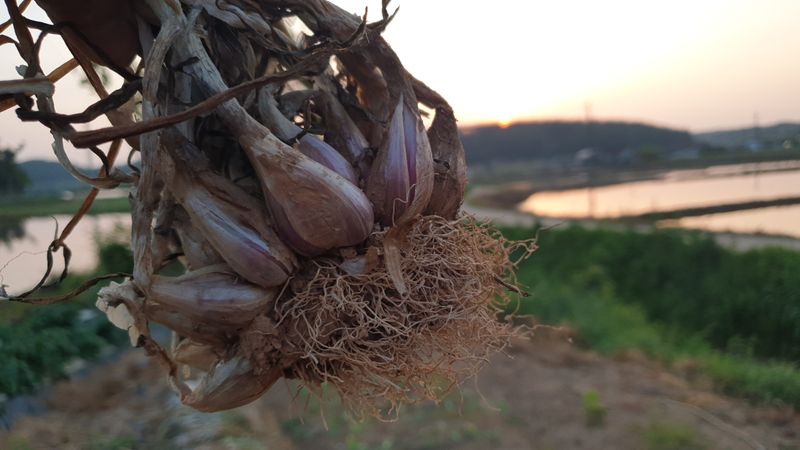 농부아내님의 장터 판매 상품 [아삭아삭 식감 좋은 토종쪽파 1kg] 첨부 사진