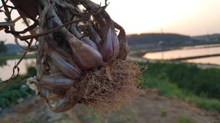 농부아내님의 작성글 사진