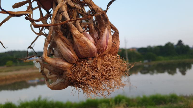 농부아내님의 장터 판매 상품 [아삭아삭 식감 좋은 토종쪽파 1kg] 첨부 사진