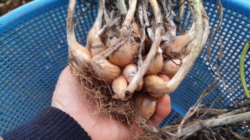 농부아내님의 장터 판매 상품 [아삭아삭 식감 좋은 토종쪽파 1kg] 첨부 사진