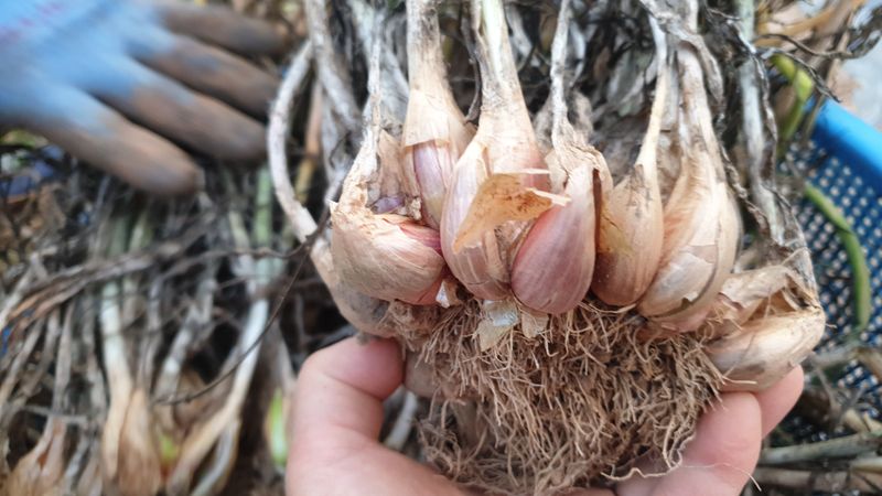 농부아내님의 장터 판매 상품 [아삭아삭 식감 좋은 토종쪽파 1kg] 첨부 사진