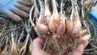 농부아내님의 작성글 사진