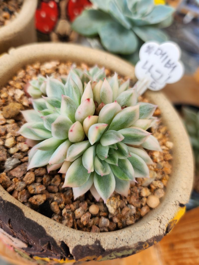 이연옥님의 장터 판매 상품 [다육 식물] 첨부 사진