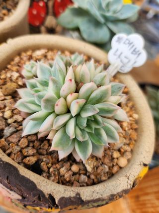 이연옥님의 작성글 사진