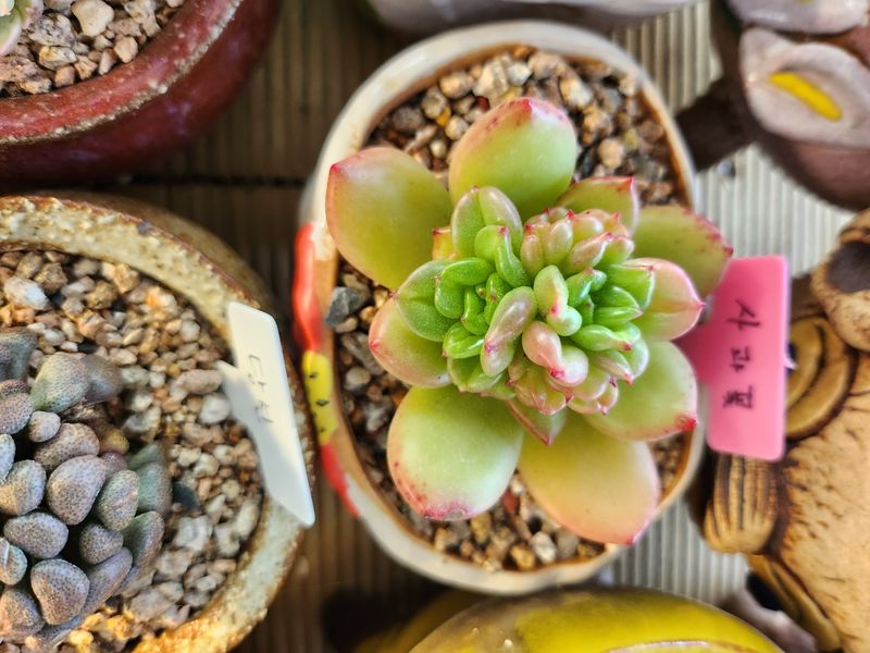 이연옥님의 장터 판매 상품 [다육 식물] 첨부 사진