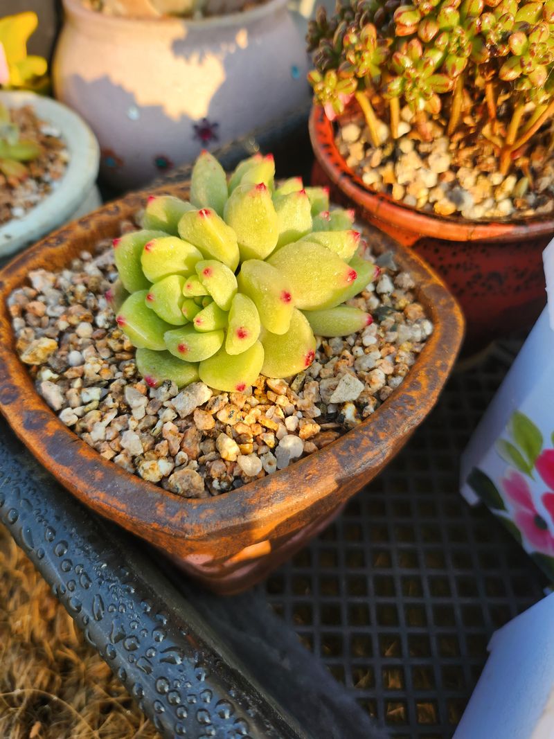 이연옥님의 장터 판매 상품 [다육 식물] 첨부 사진