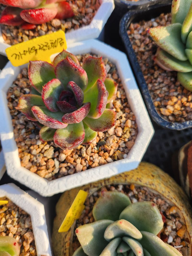 이연옥님의 장터 판매 상품 [다육 식물] 첨부 사진