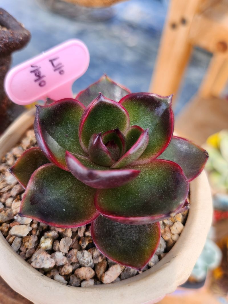 이연옥님의 장터 판매 상품 [다육 식물] 첨부 사진