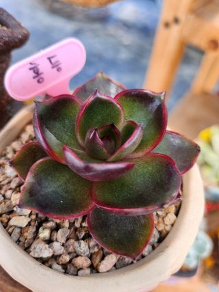 이연옥님의 작성글 사진