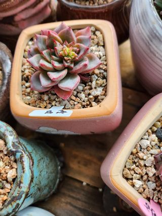 이연옥님의 작성글 사진