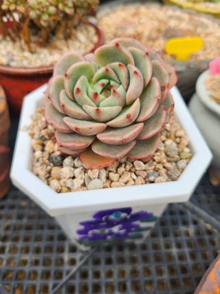 이연옥님의 작성글 사진