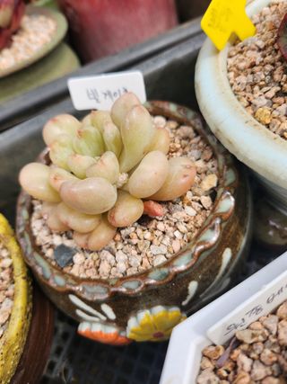 이연옥님의 작성글 사진