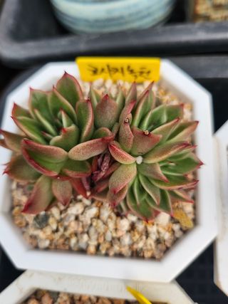 이연옥님의 작성글 사진