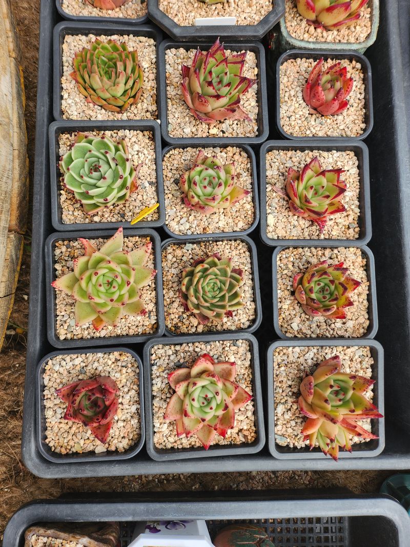 이연옥님의 장터 판매 상품 [다육 식물] 첨부 사진