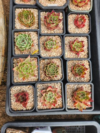 이연옥님의 작성글 사진