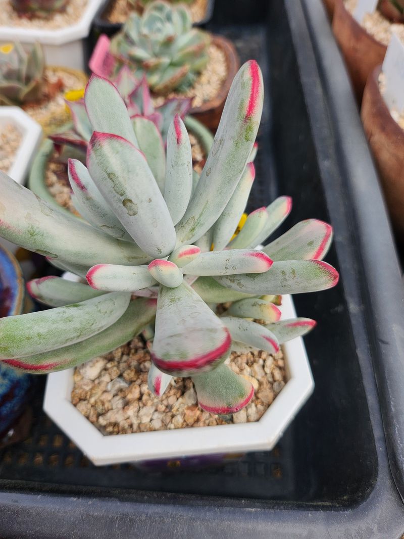이연옥님의 장터 판매 상품 [다육 식물] 첨부 사진